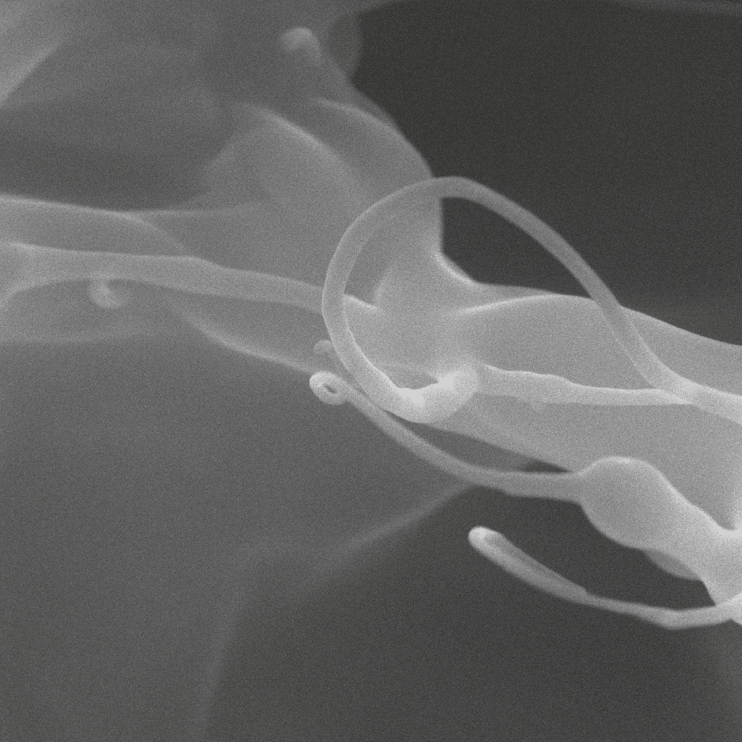 単層カーボンナノチューブ